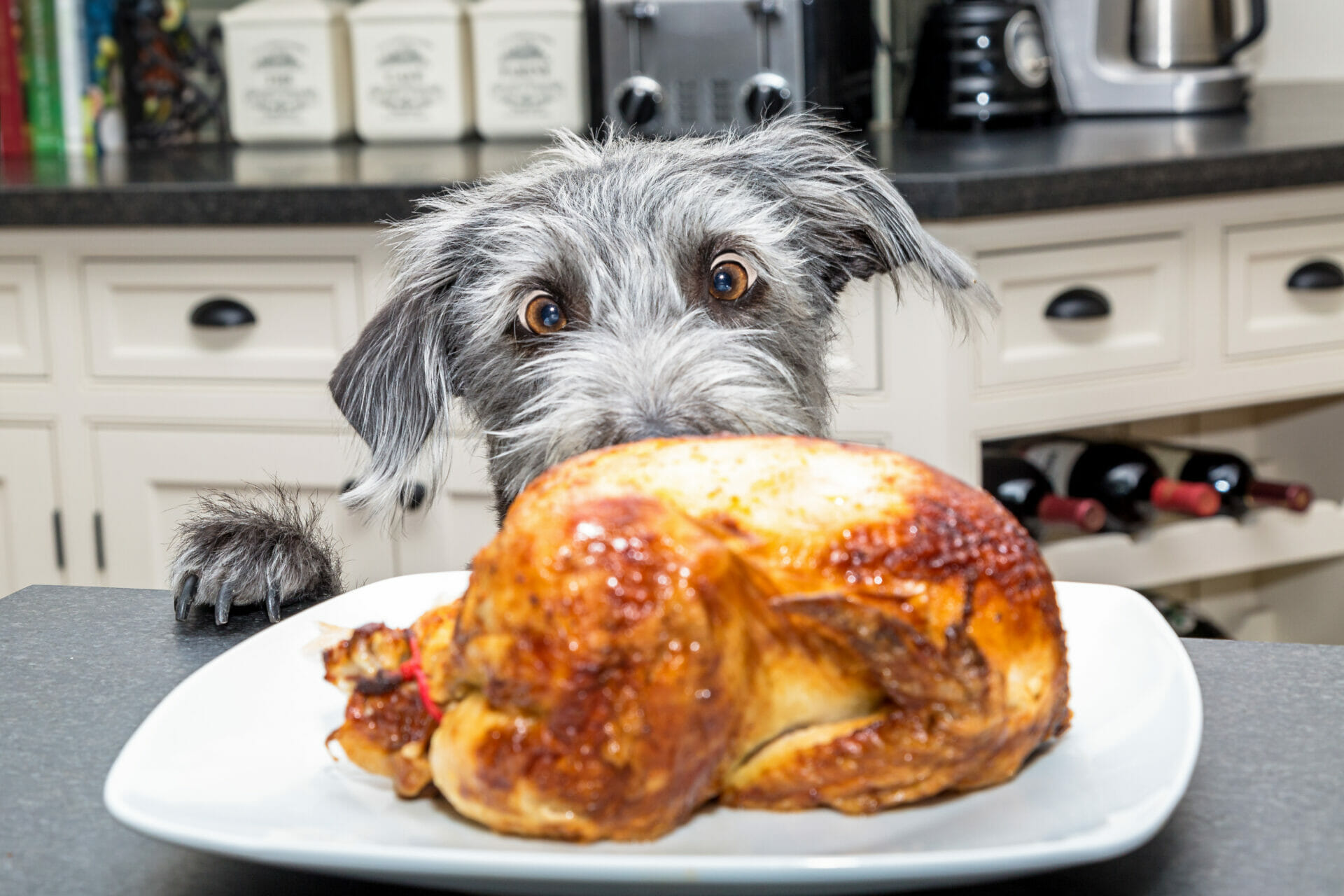 dog thanksgiving