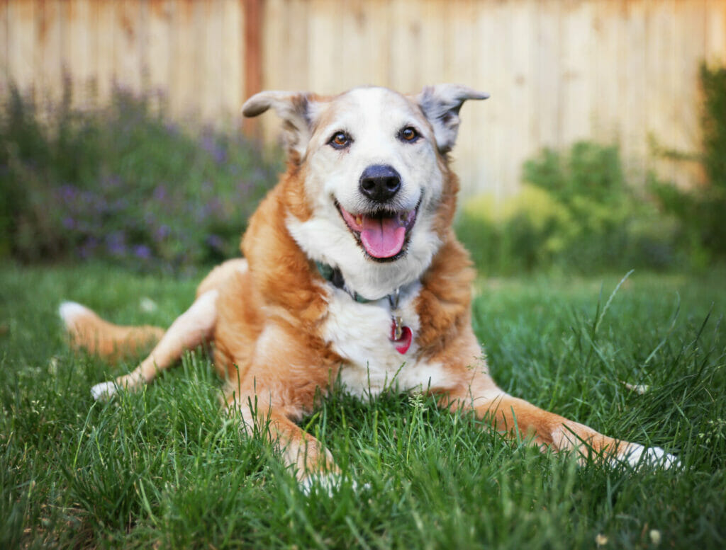 Dog Dementia