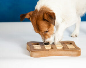 Dog Puzzle Toys