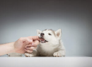 puppy biting