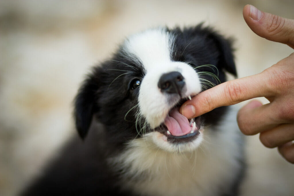 puppy biting