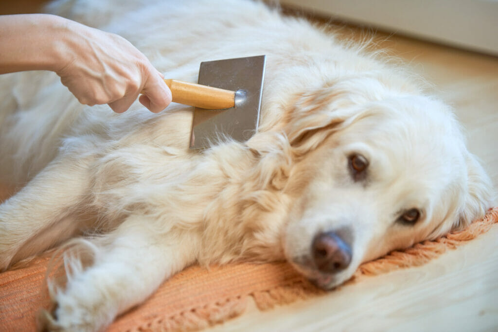 Shedding Dogs