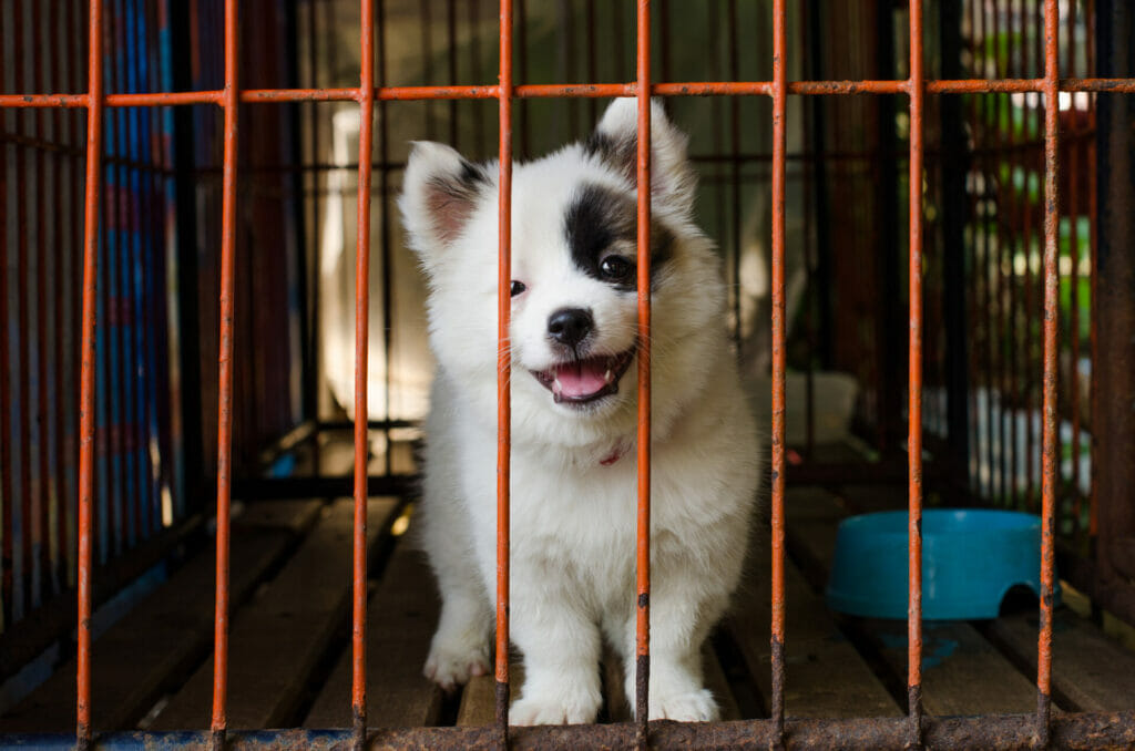 Puppy in a metal crate