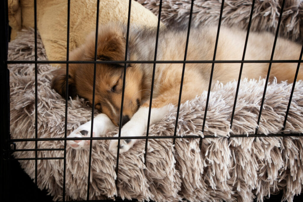 Puppy in a crate