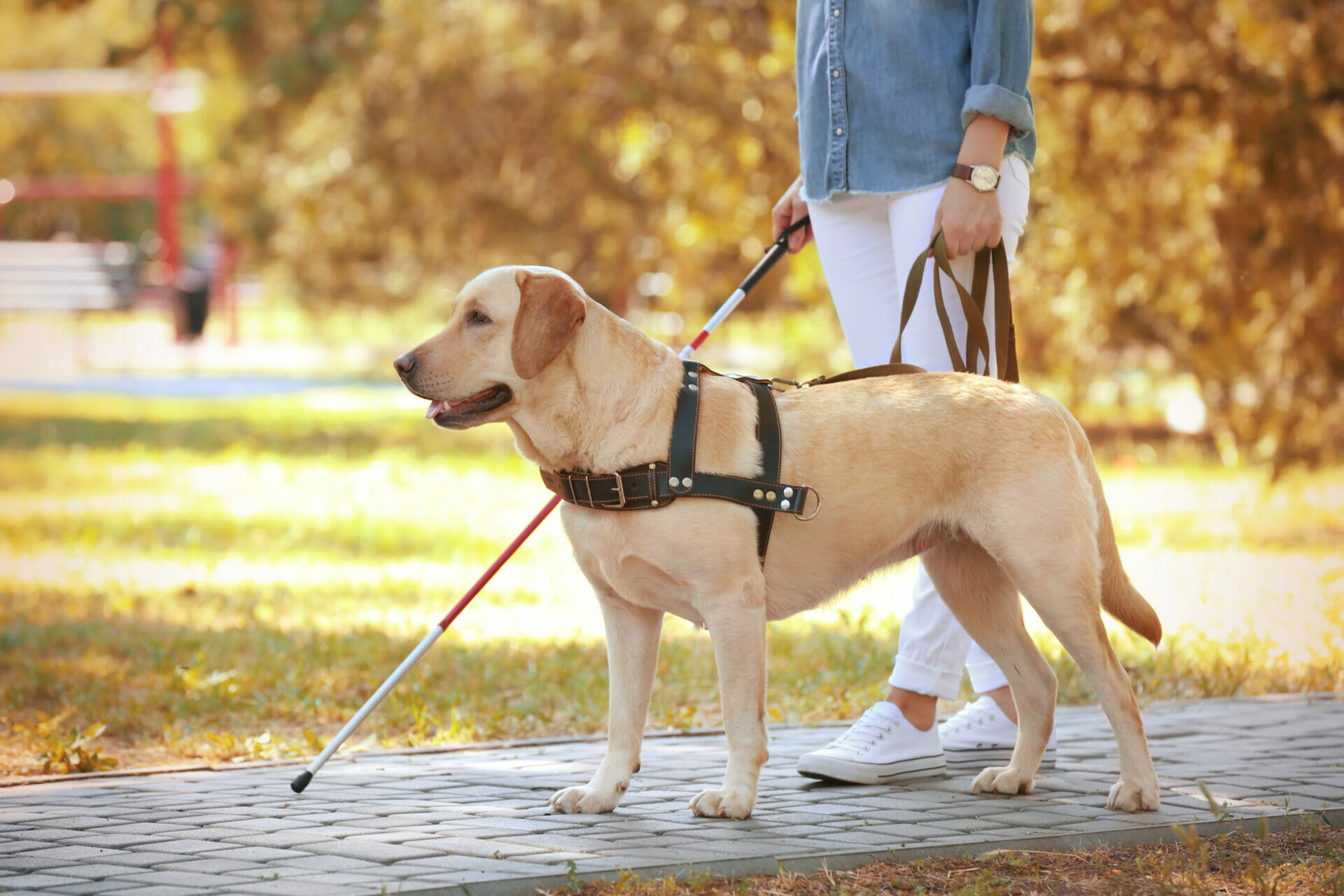 the-difference-between-a-service-dog-emotional-support-dog-therapy