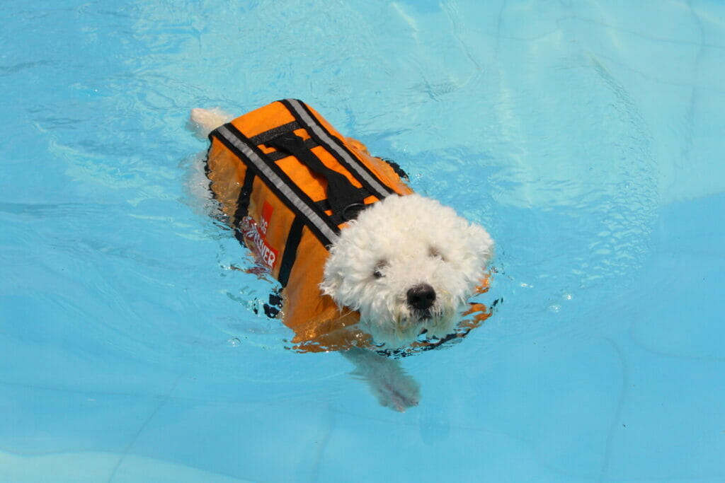 does my dog float?