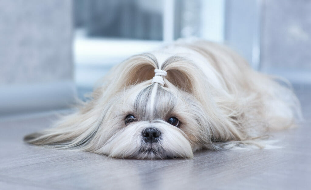 Grooming Long-Haired Dogs
