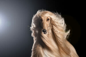 long haired dog