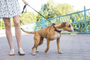 Stop Leash Pulling