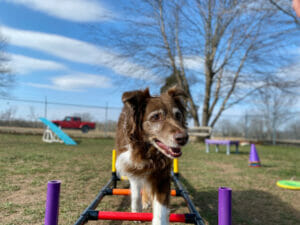 Dog doing an obstacle course