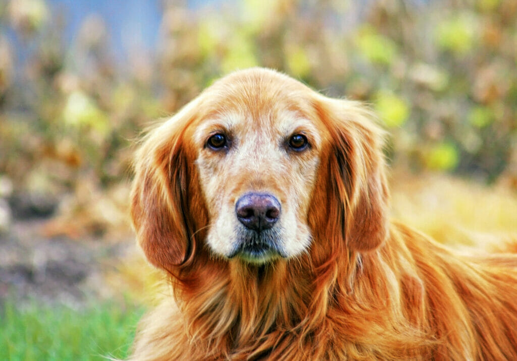 Golden Retrievers