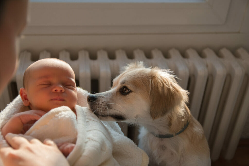 Dog next to baby