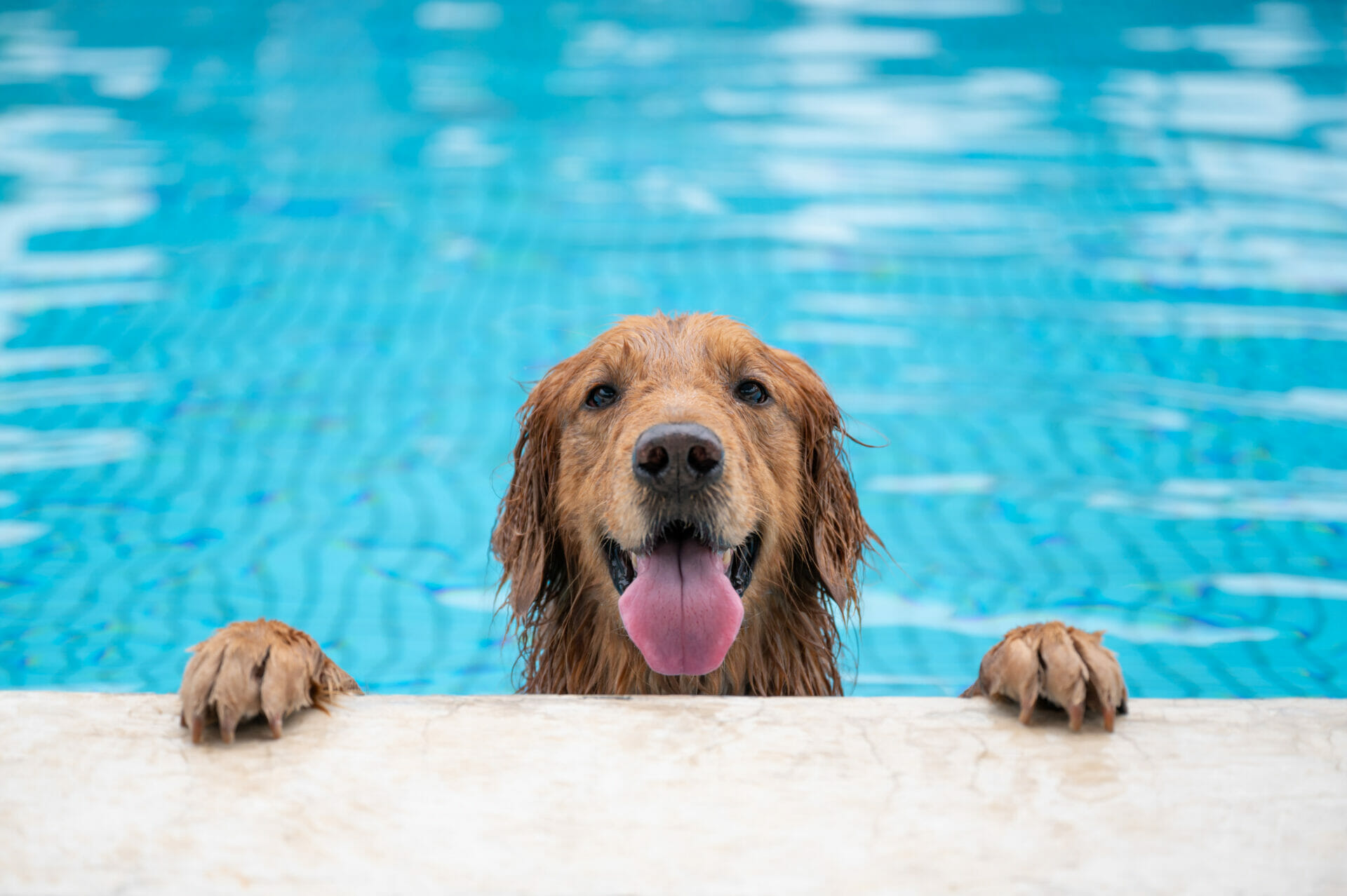 how-to-cool-down-a-dog-spot-and-tango