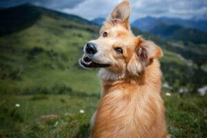 Dog sitting on the hill