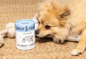 Dog excitedly sniffing allergy and immune supplements container