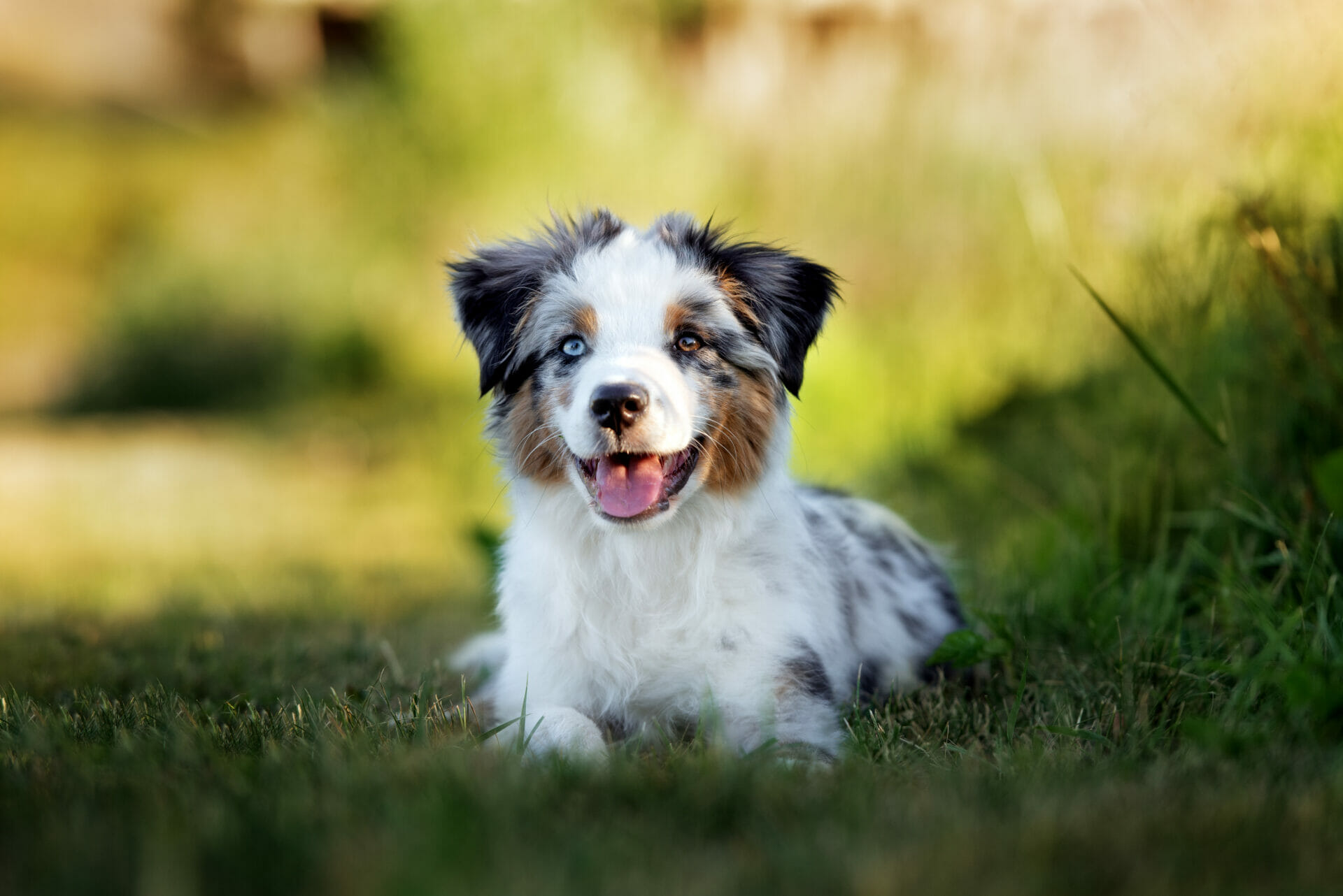 The Best Dog Food for an Australian Shepherd Spot and Tango