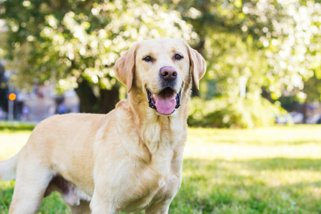 Labrador Retriever