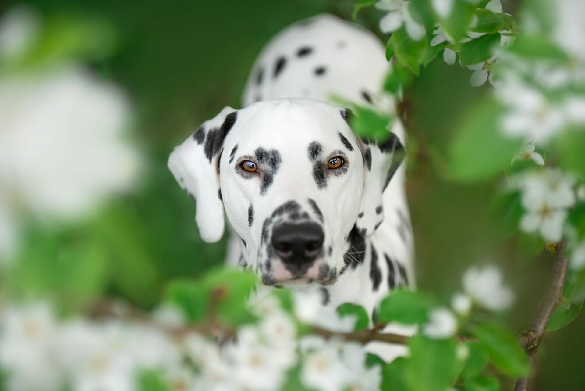 Dalmatian