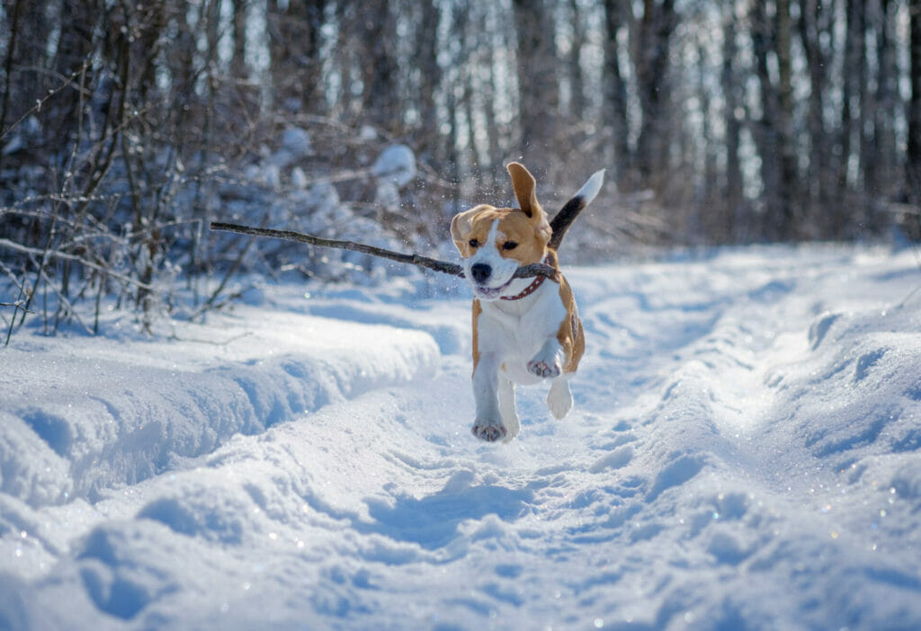 Beagle outside in the snow