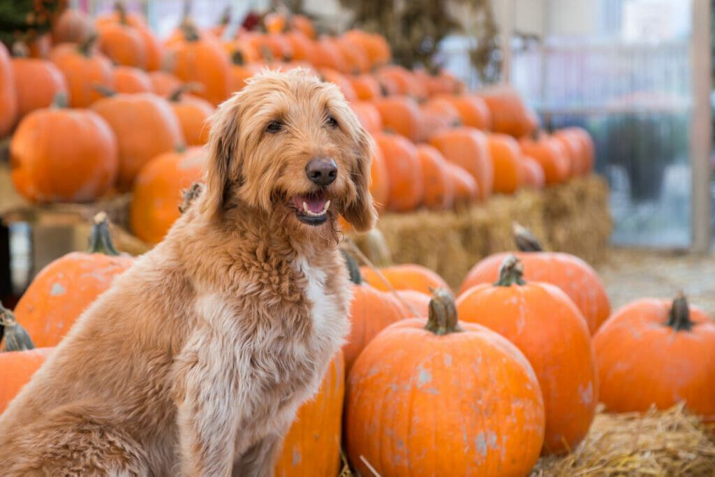 Cute,Golden,Labradoodle,Sitting,In,Front,Of,A,Bunch,Of