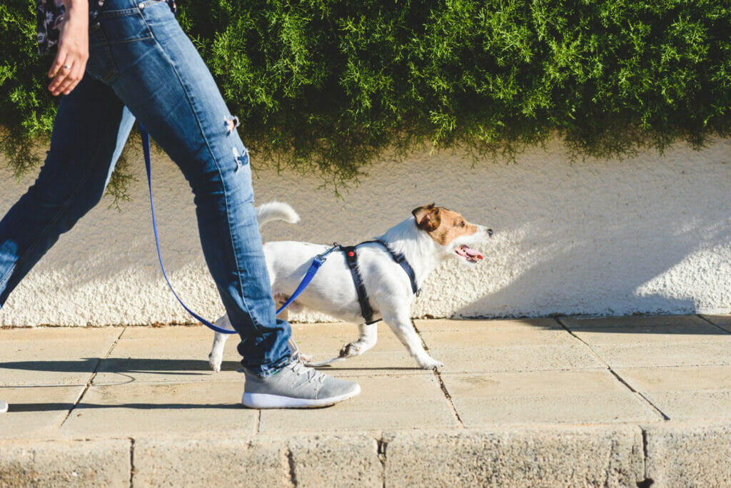 Walking a dog with an owner