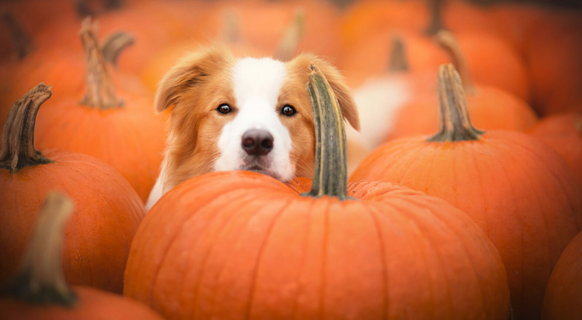 Dog and pumpkin