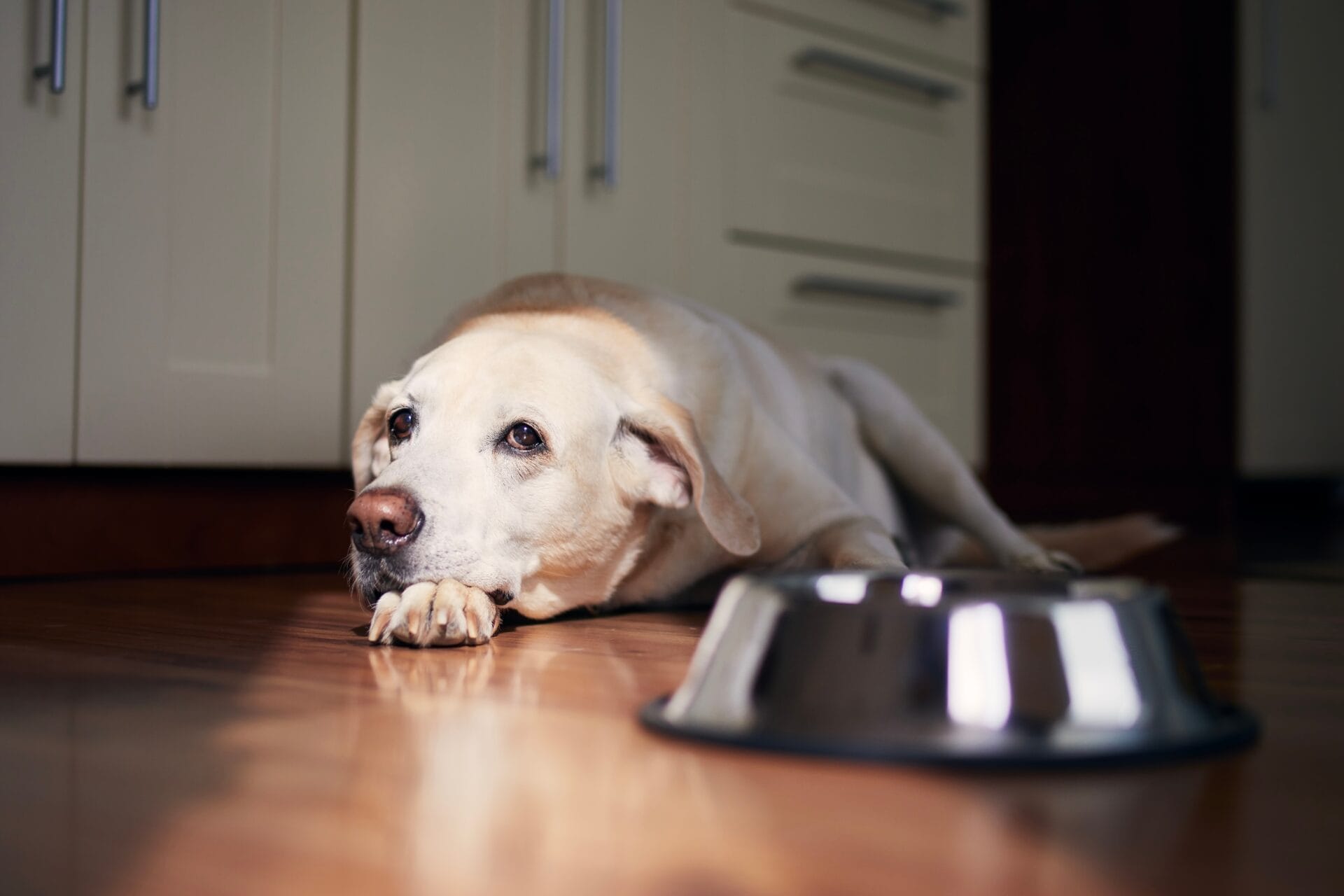 Senior dog next to food bowl