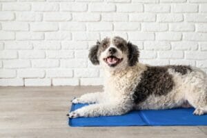 Dog on cooling mat