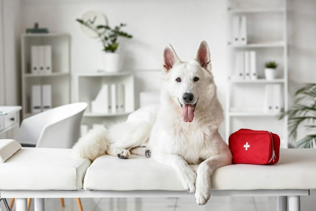 White,Shepherd,Dog,With,First,Aid,Kit,On,Couch,In