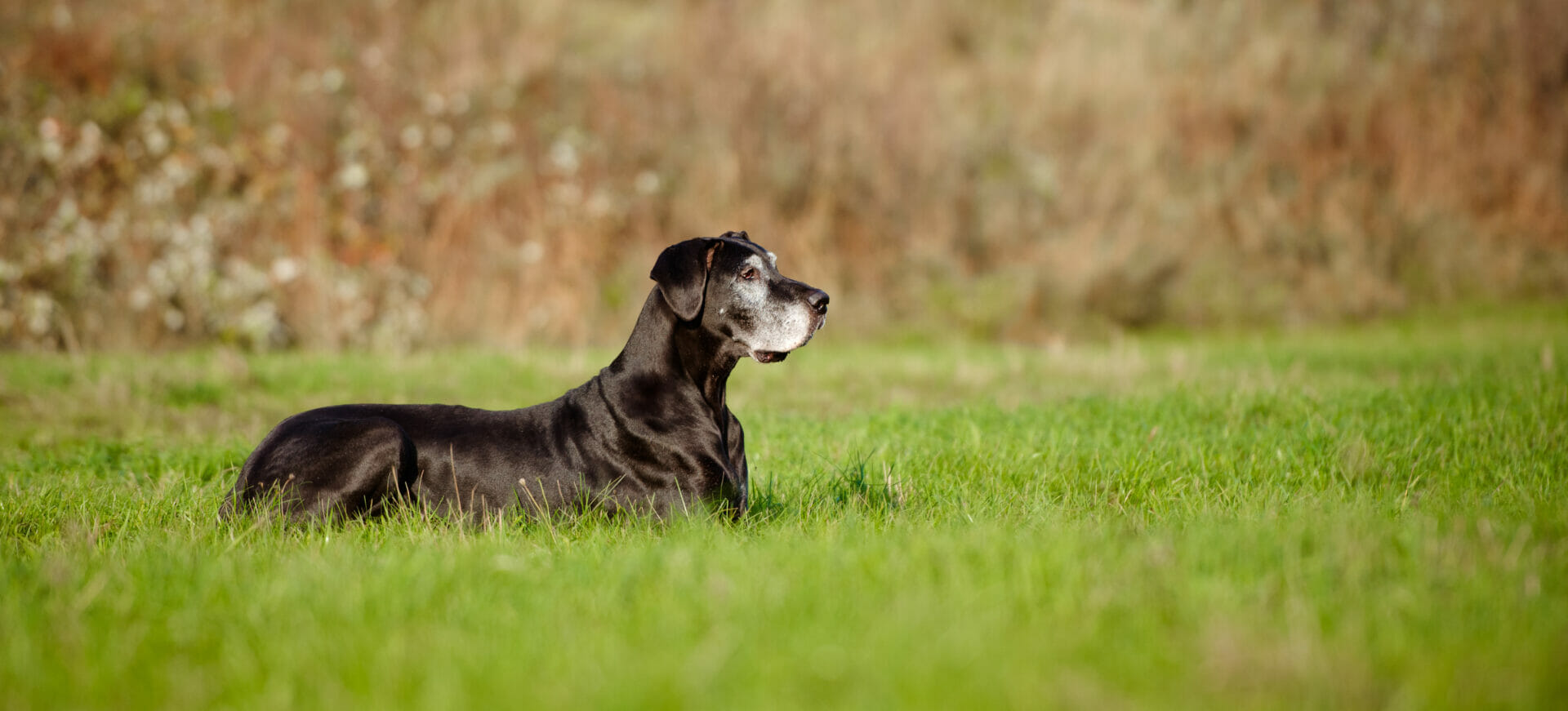 Senior Dogs Routine