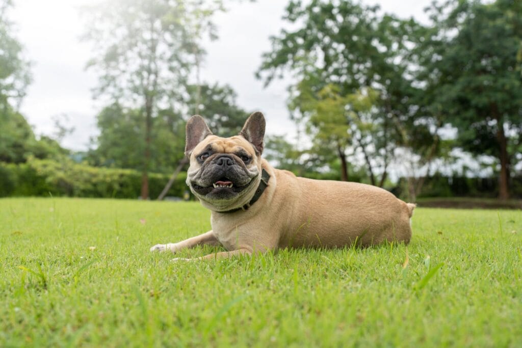 French bulldog relaxing outside