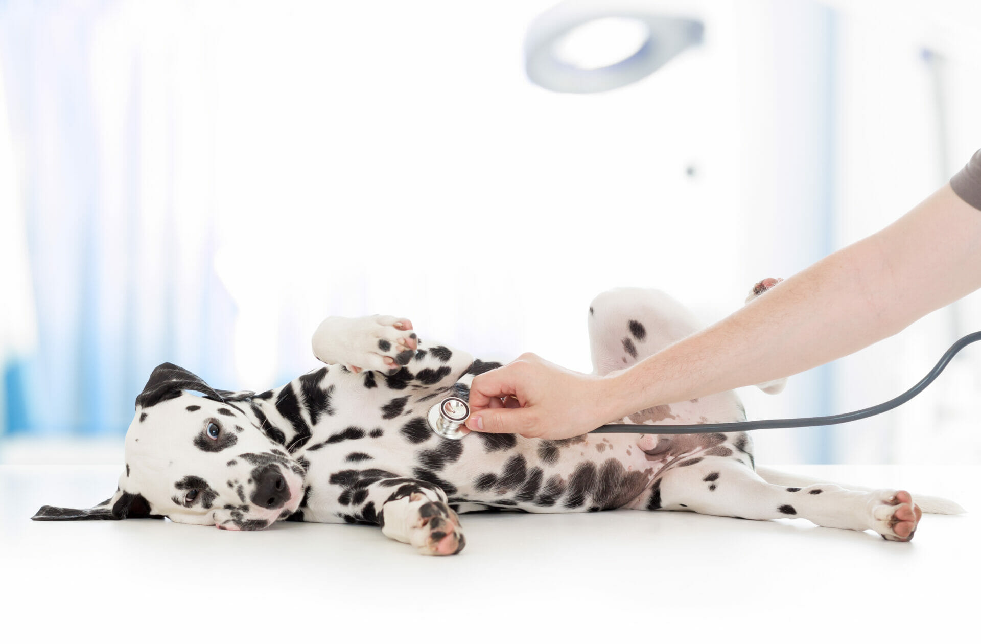 Dalmatian on the table