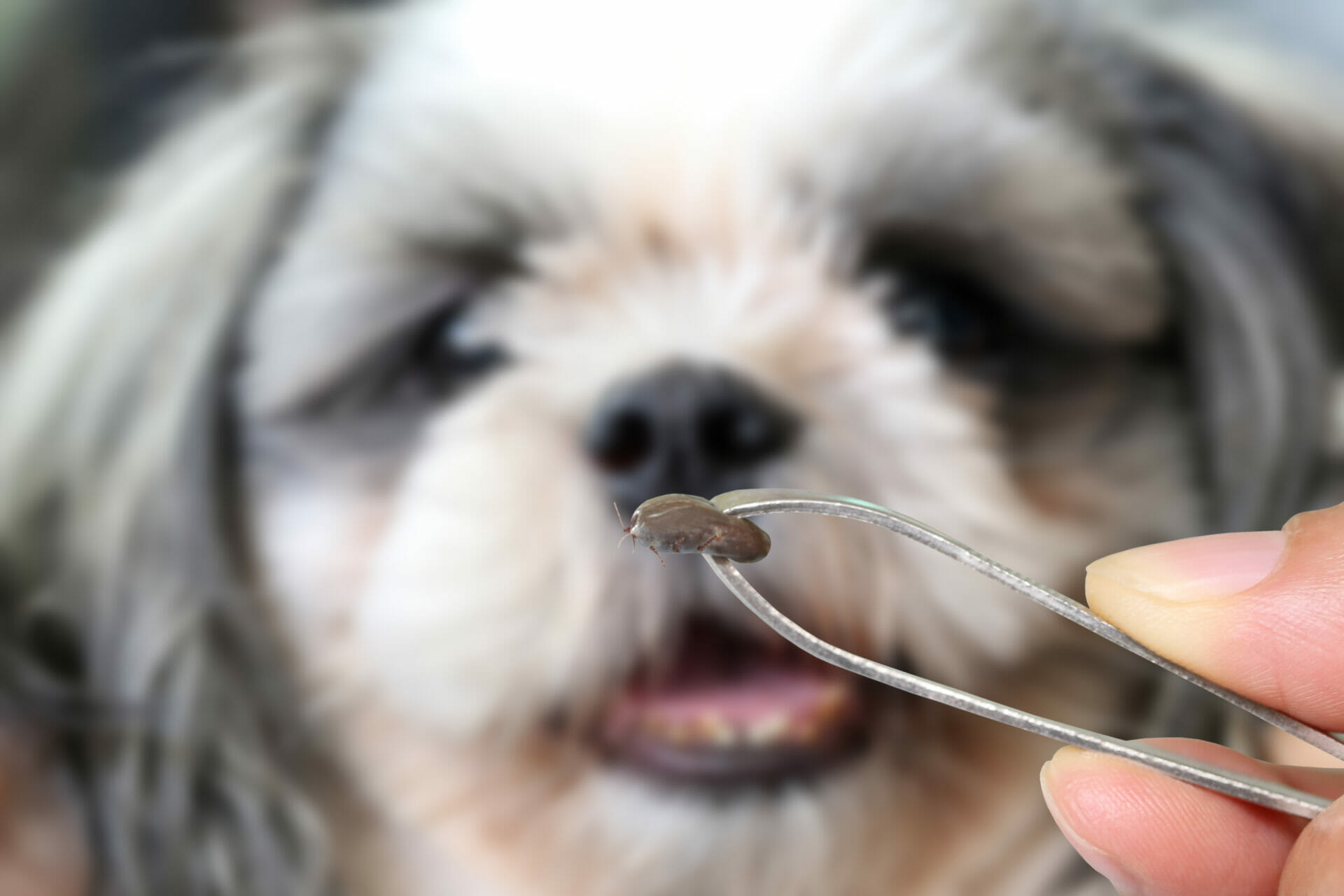 Dog with a close-up of a tick