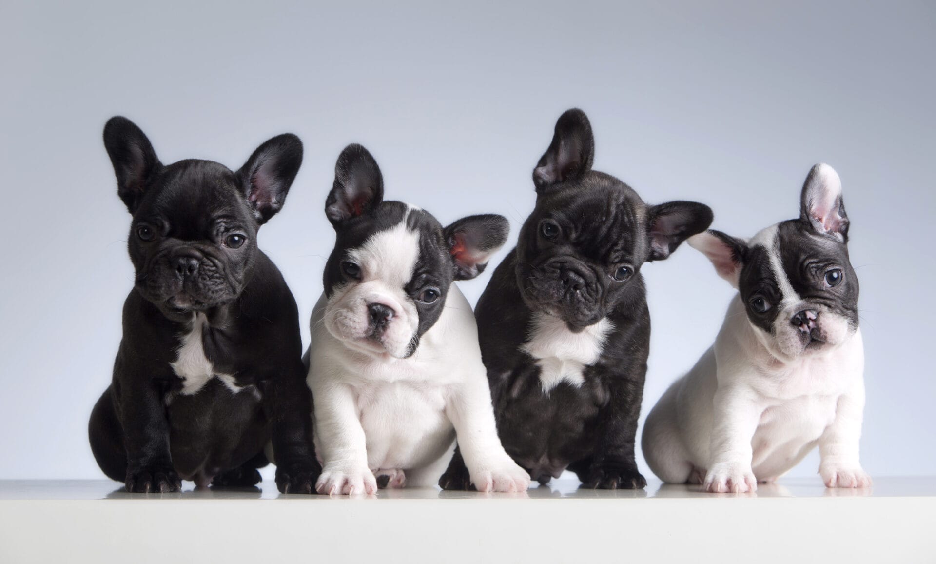 French bulldog puppies in a row