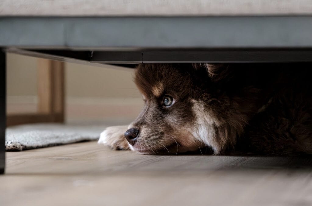 Dog under couch
