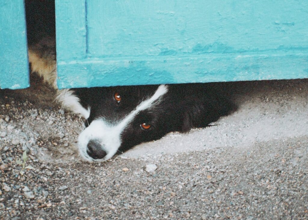 Dog waiting by the front door.