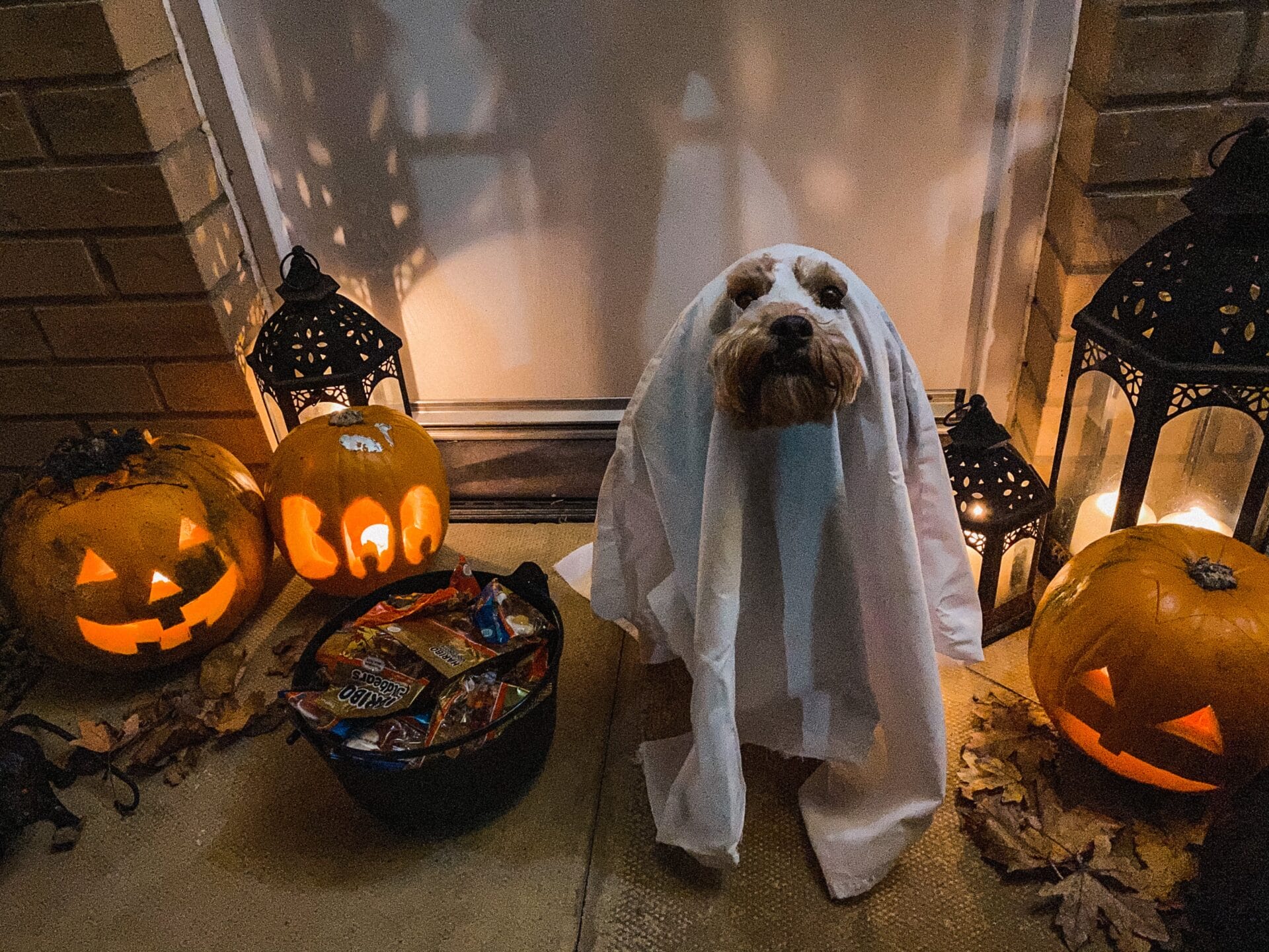 Dog dressed up for halloween