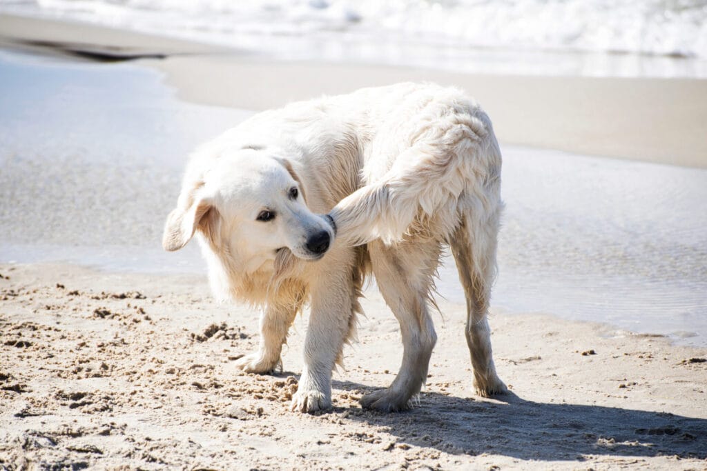 Dog biting his tail on a beach