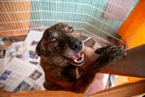 Shelter dog greeting a potential adopter