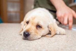 Labrador puppy laying down on the ground