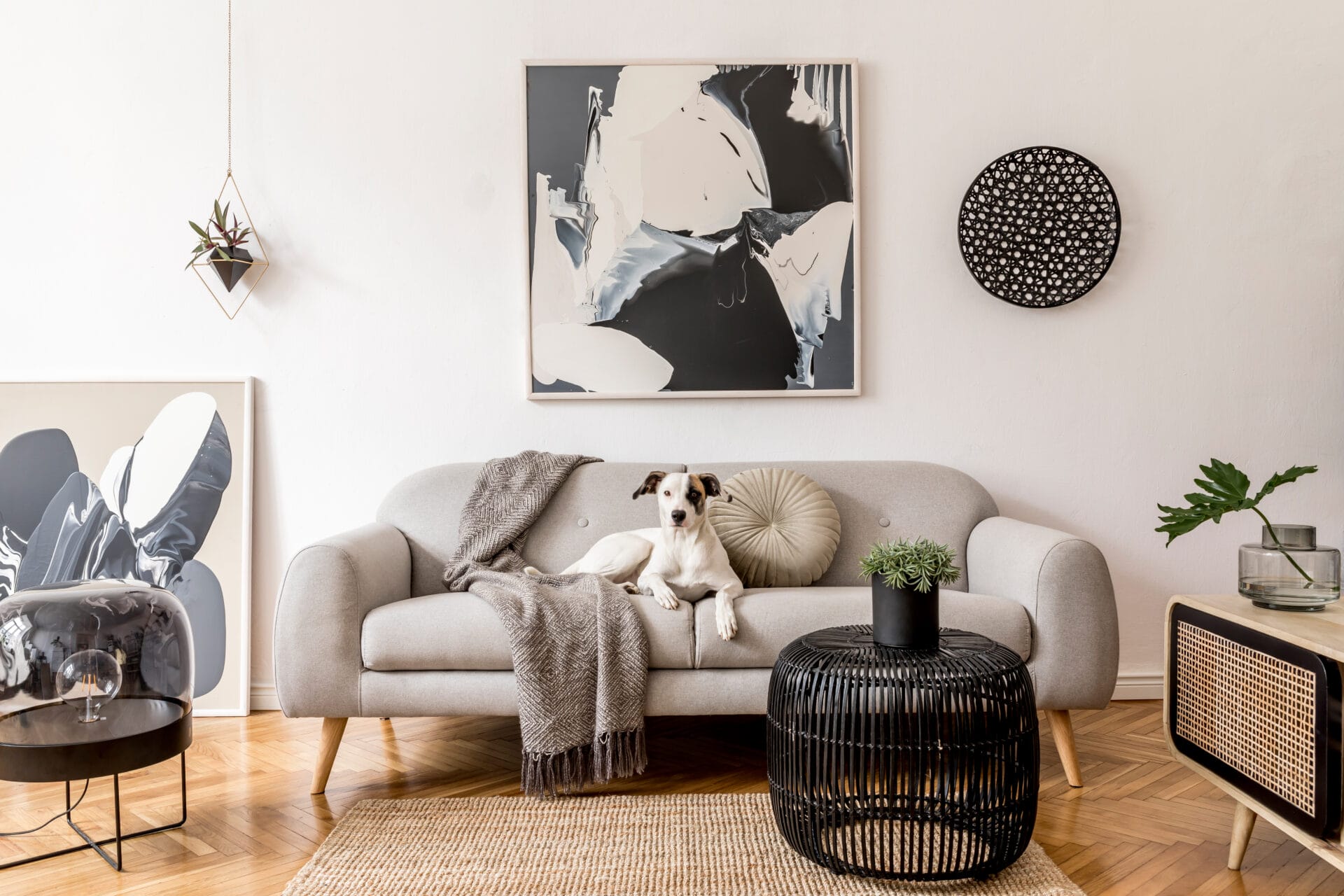 Dog living in an apartment sitting on the couch