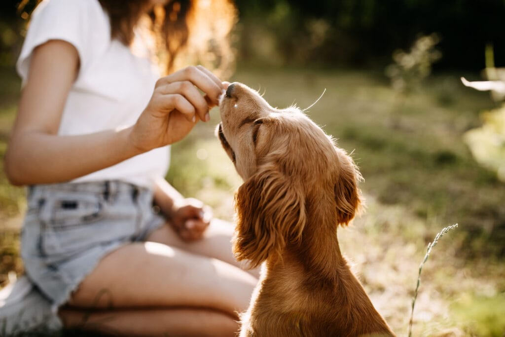 Person sitting outside feeding a treat to train a puppy and teaching dog training methods.