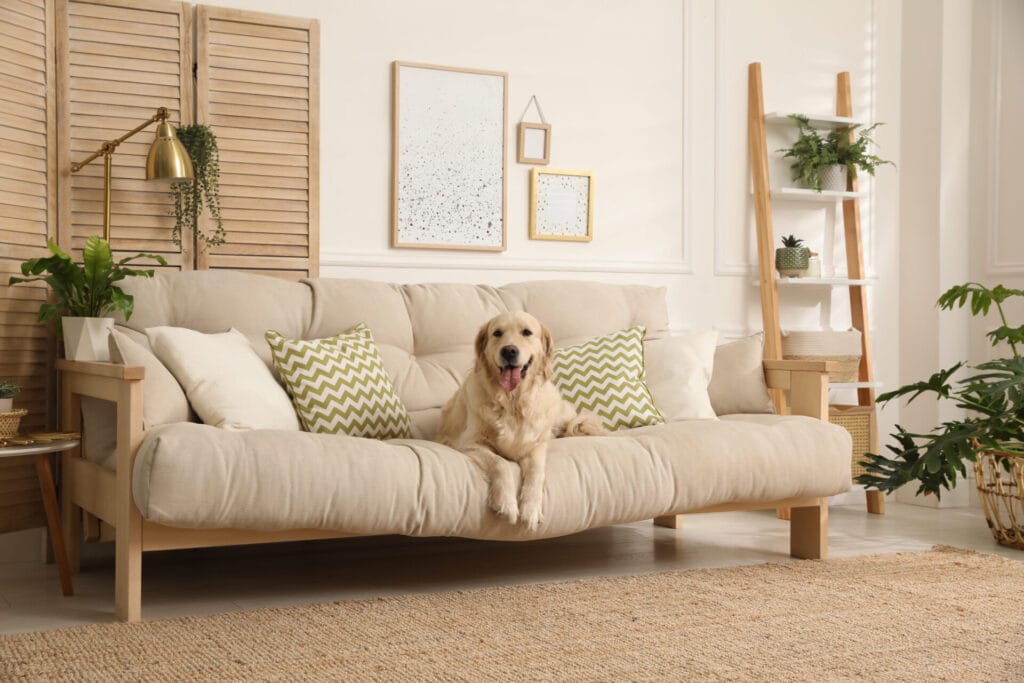 Golden retriever living in an apartment and sitting on the couch