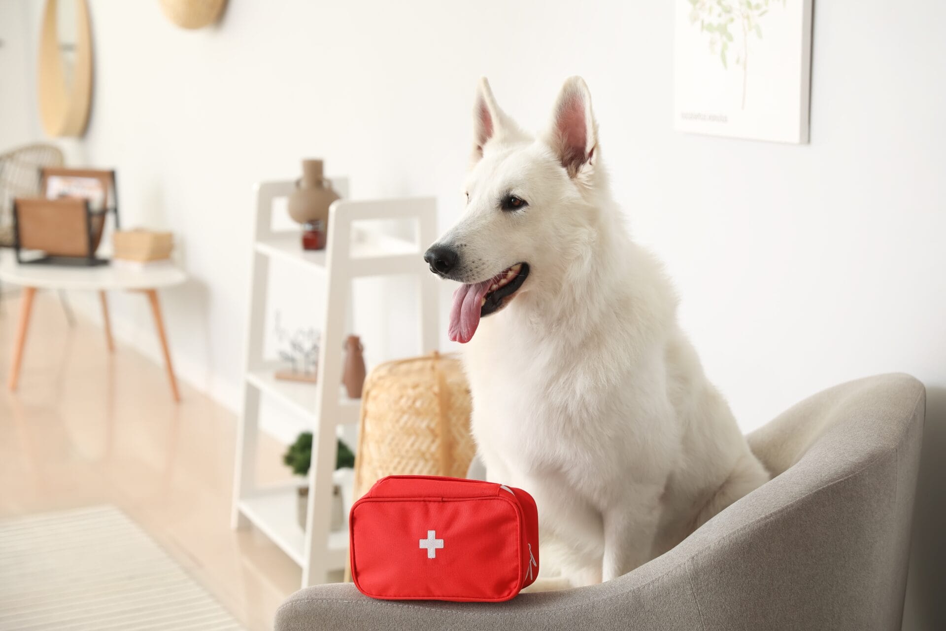 Cute dog with first aid kit