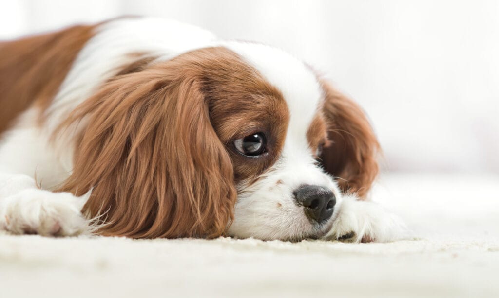 sad puppy in puppy mills