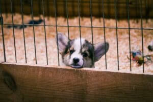 puppy in a puppy mills cage