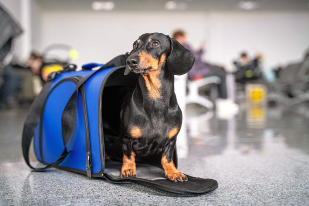 dachshund peeping out of dog carrier at the airport