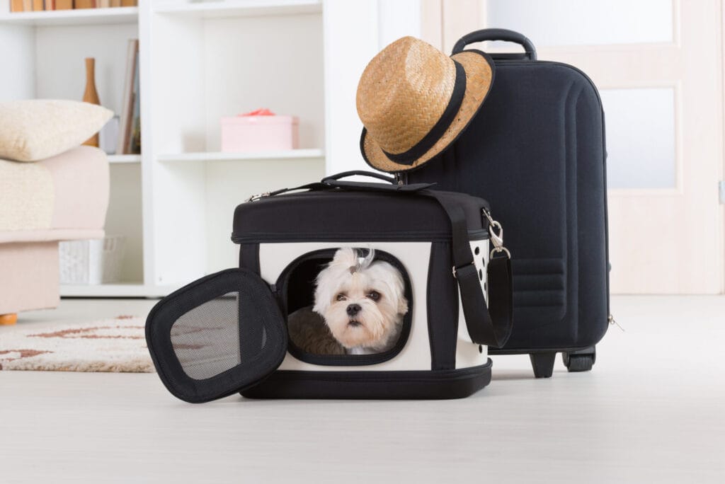 small white dog inside dog carrier next to a suitcase