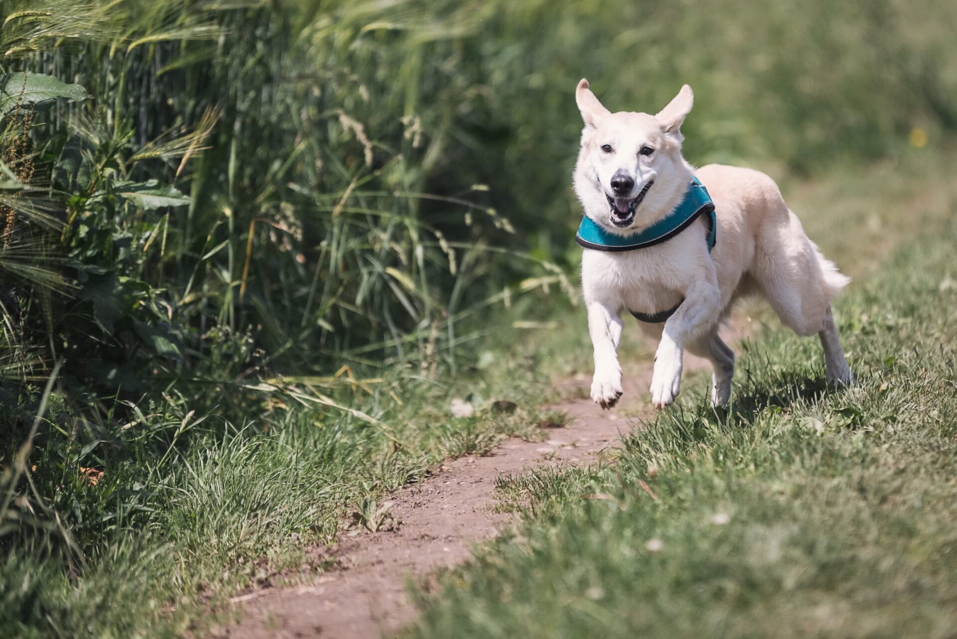 dog showing behavior and body language by running outside