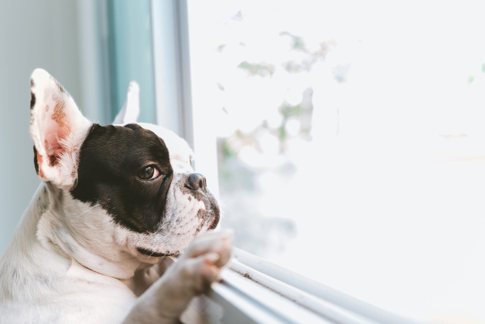 dog left home alone waiting by the window